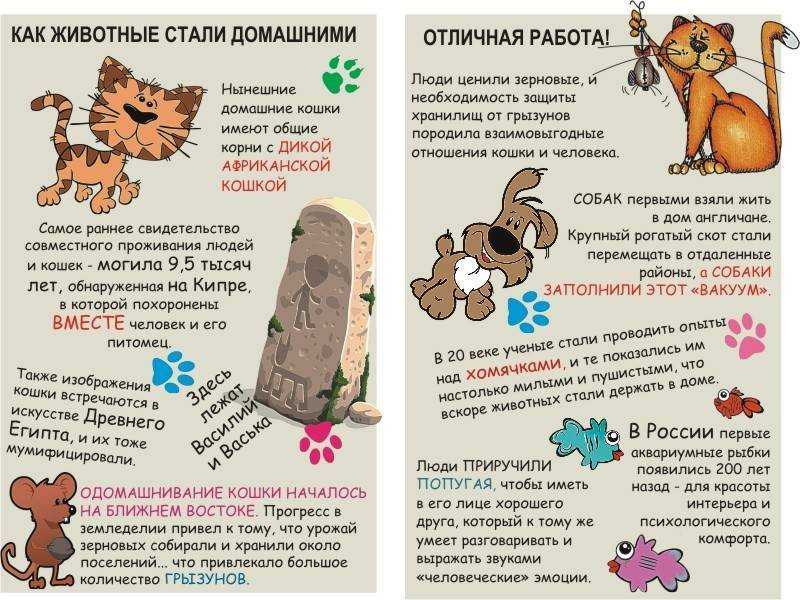 Что нужно котенку при появлении в доме?