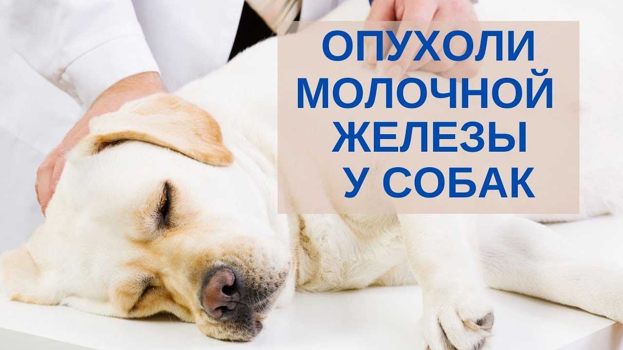 Рак у собаки: симптомы, виды онкологии, какие шансы?