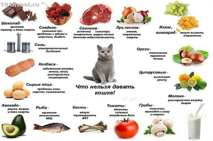 Какого котенка лучше брать: полная инструкция