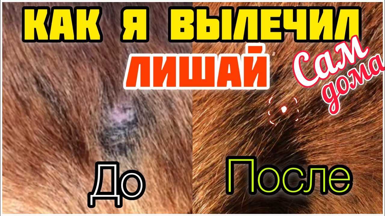Стригущий лишай у собак симптомы и лечение - здоровье животных | сеть ветеринар