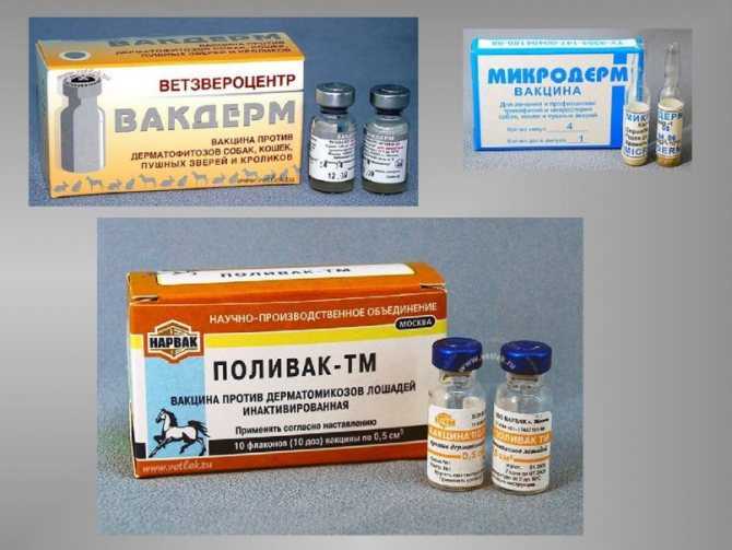Вакцина от лишая для кошек и котят — советы ветеринара