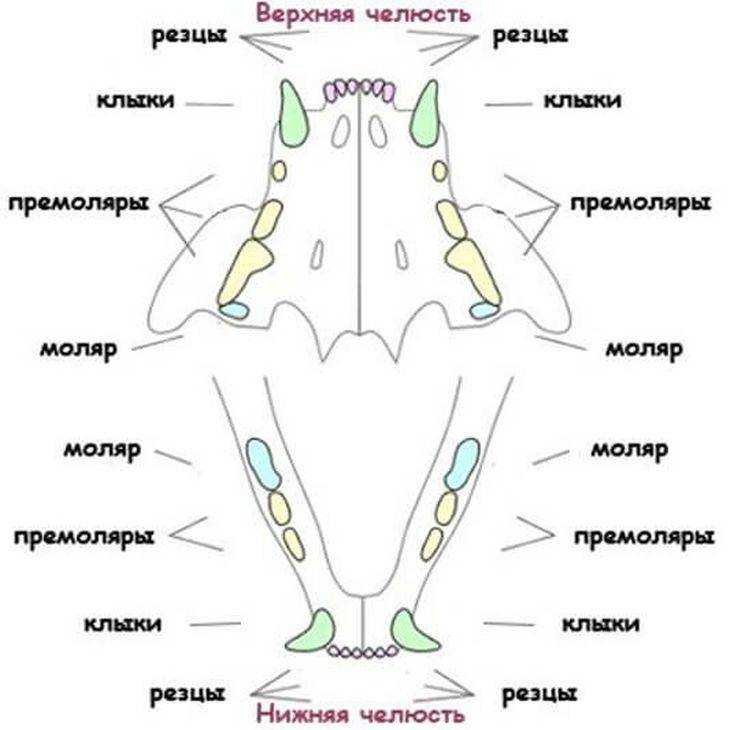 Когда у кошек меняются молочные зубы на постоянные - zoosecrets