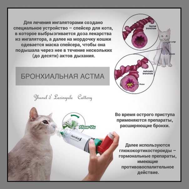 Почему кошка дышит с открытым ртом, причины и решения проблемы, видео