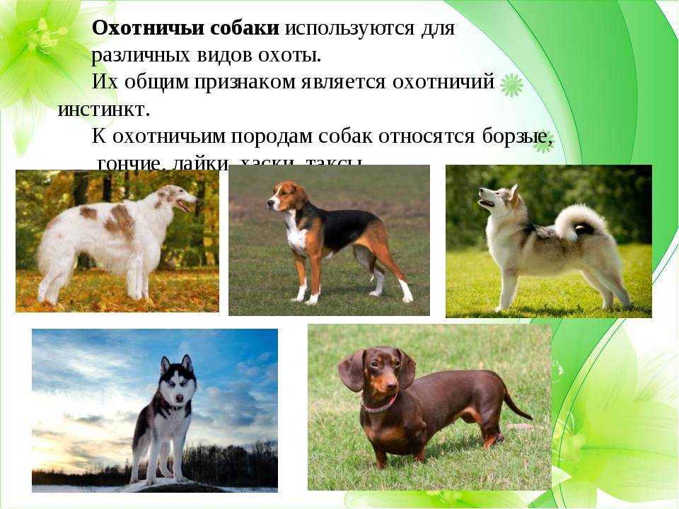 Русская гончая порода: описание, характер, фото