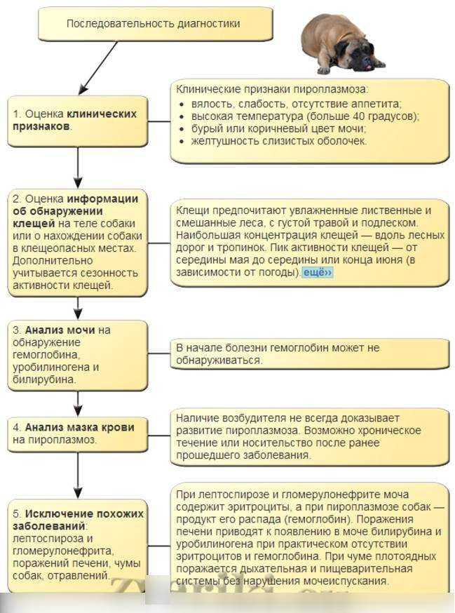 Как понять что у домашнего кота пироплазмоз Причины заражения паразитом Методы диагностики Лечение и профилактика заболевания