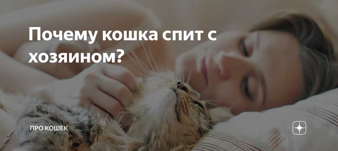 Почему кошки спят в ногах у человека, рядом с ним - zoosecrets