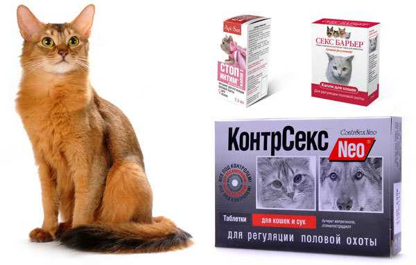 Течка у кошек: признаки, сколько длится, лекарства для коррекции поведения