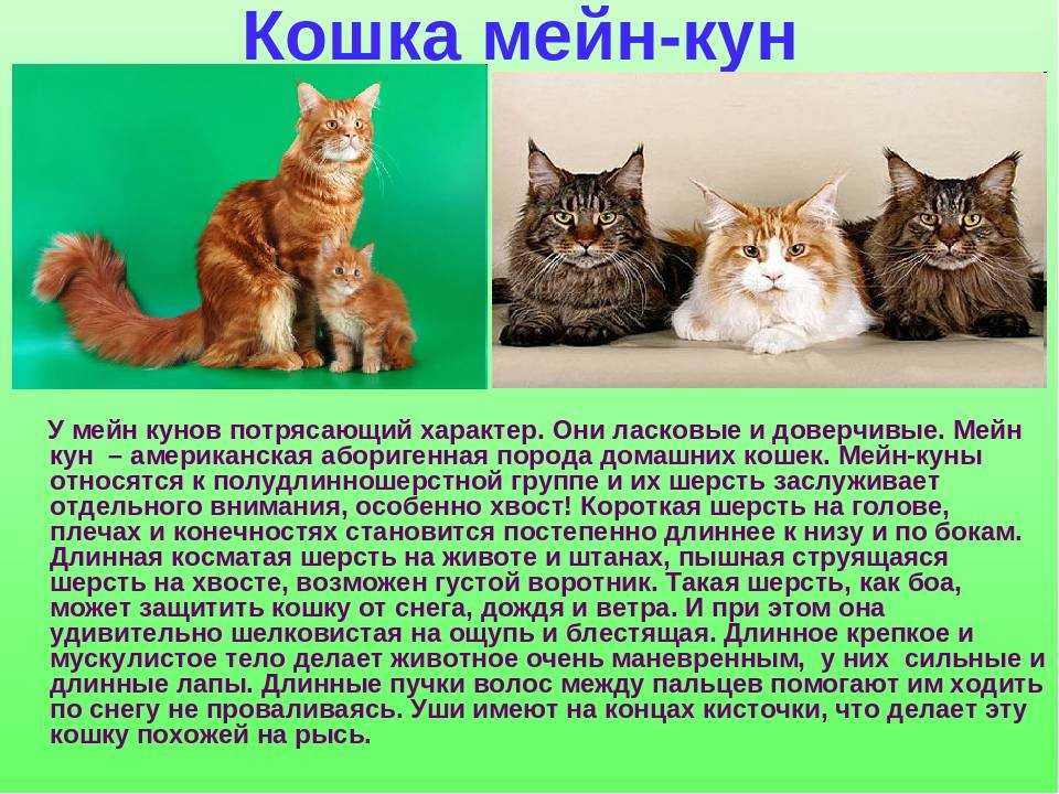 Продолжительность жизни кошек. факторы, влияющие на продолжительность жизни