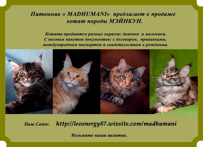 Мейн кун: описание породы, уход и содержание, чем кормить, фото
