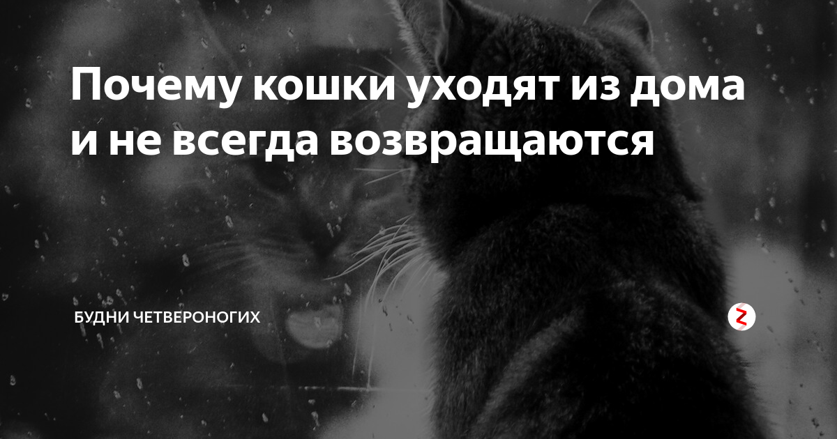 Как найти кота, кошку или котенка в квартире и на улице?