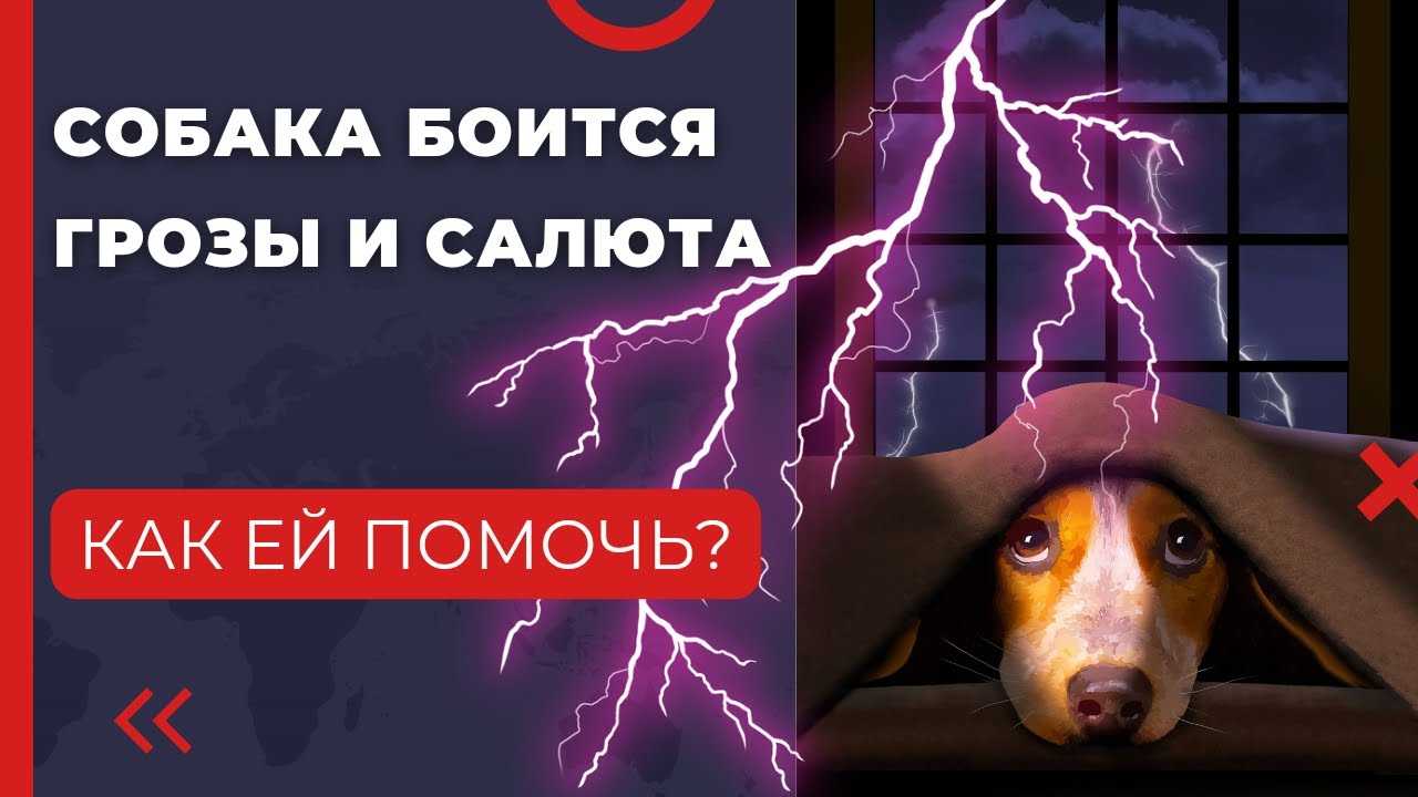 ᐉ как успокоить собаку во время грозы - ➡ motildazoo.ru