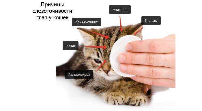 Как лечить кошку, если у нее слезятся глаза - wikihow