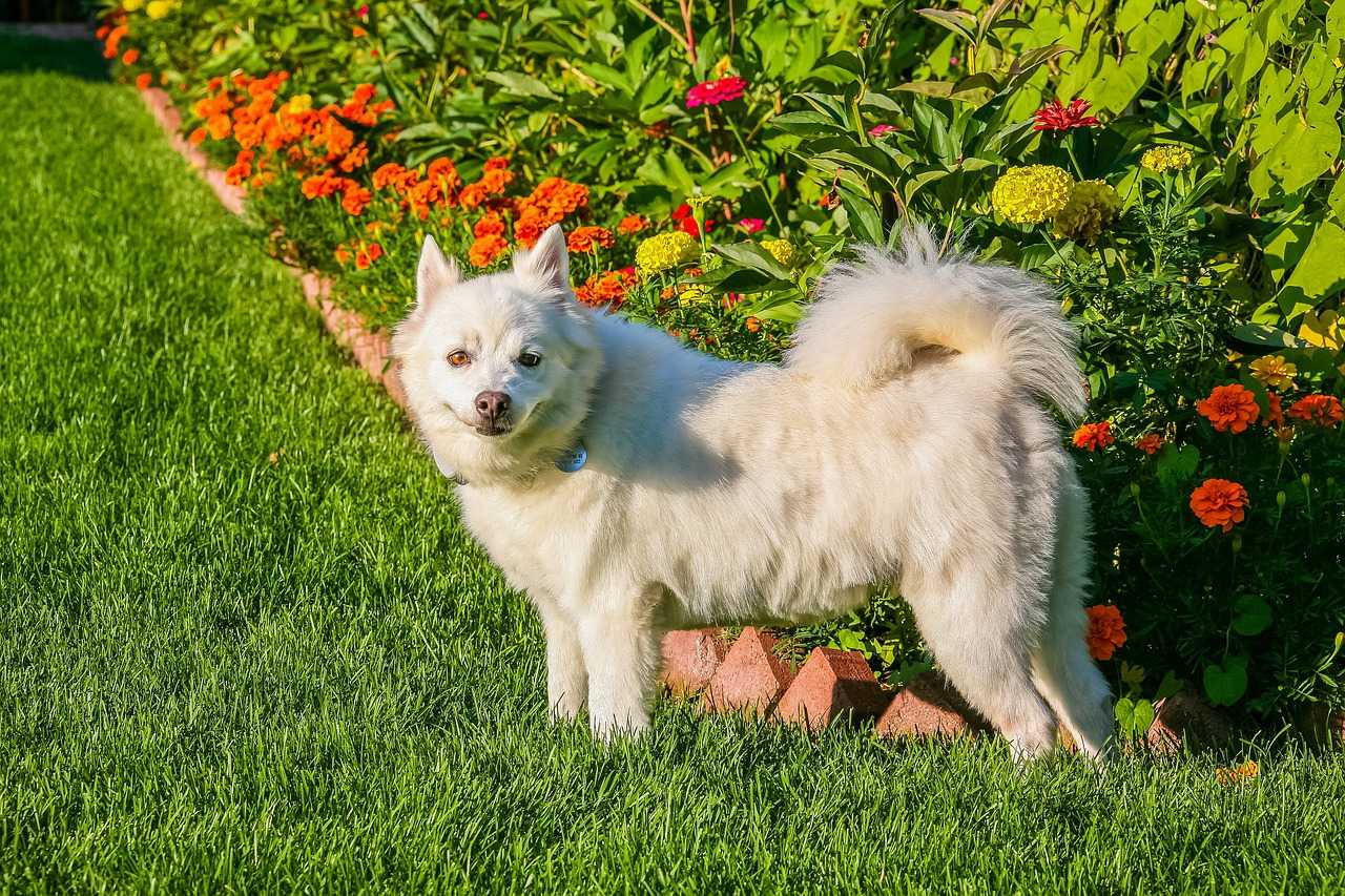 ᐉ описание породы американский эскимосский шпиц - ➡ motildazoo.ru