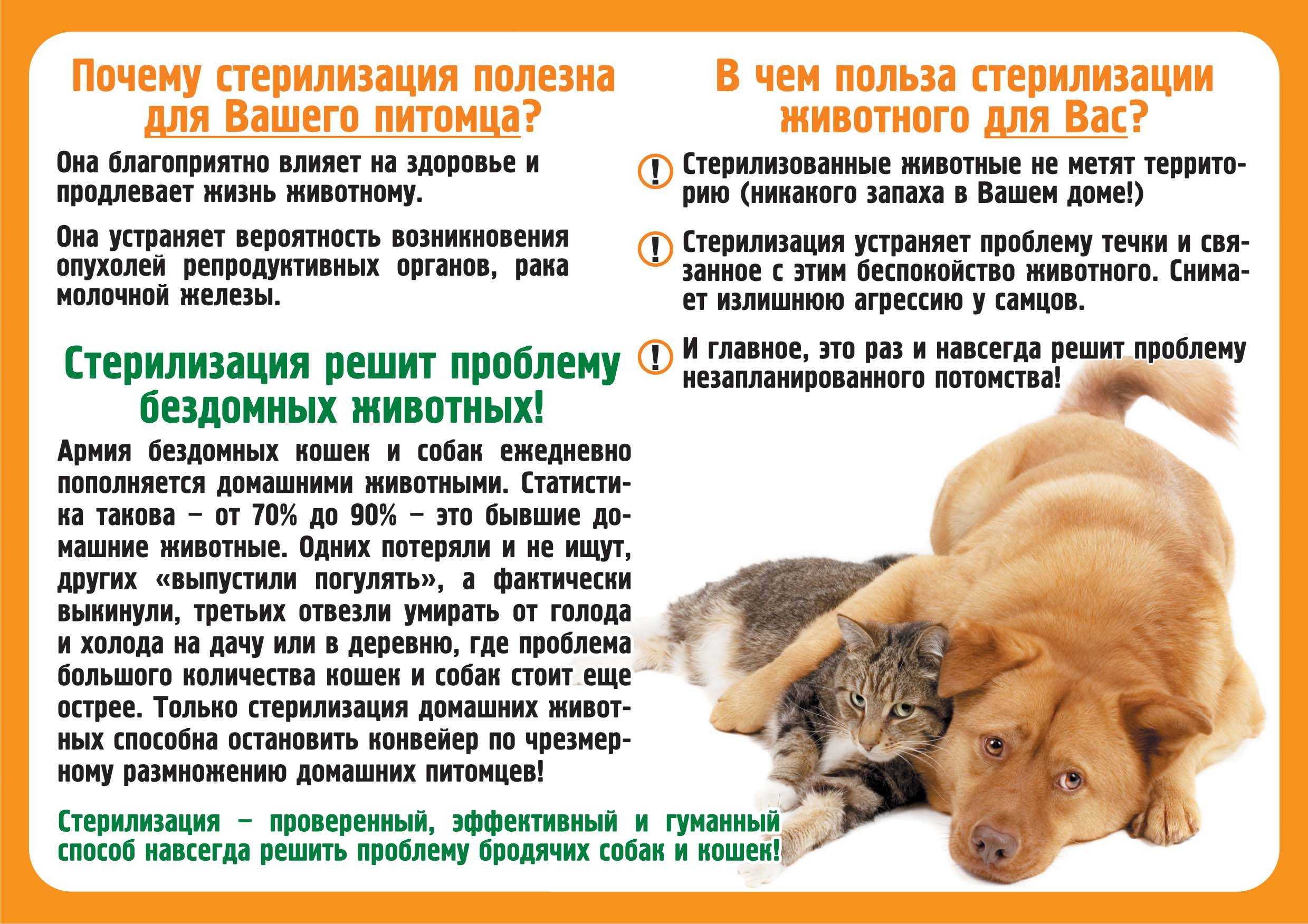 Внутреннее кровотечение у кошки возникает по разным причинам включающим как механическое повреждение внутреннего органа так и следствие обострения патологии В этом случае необходима помощь ветеринара