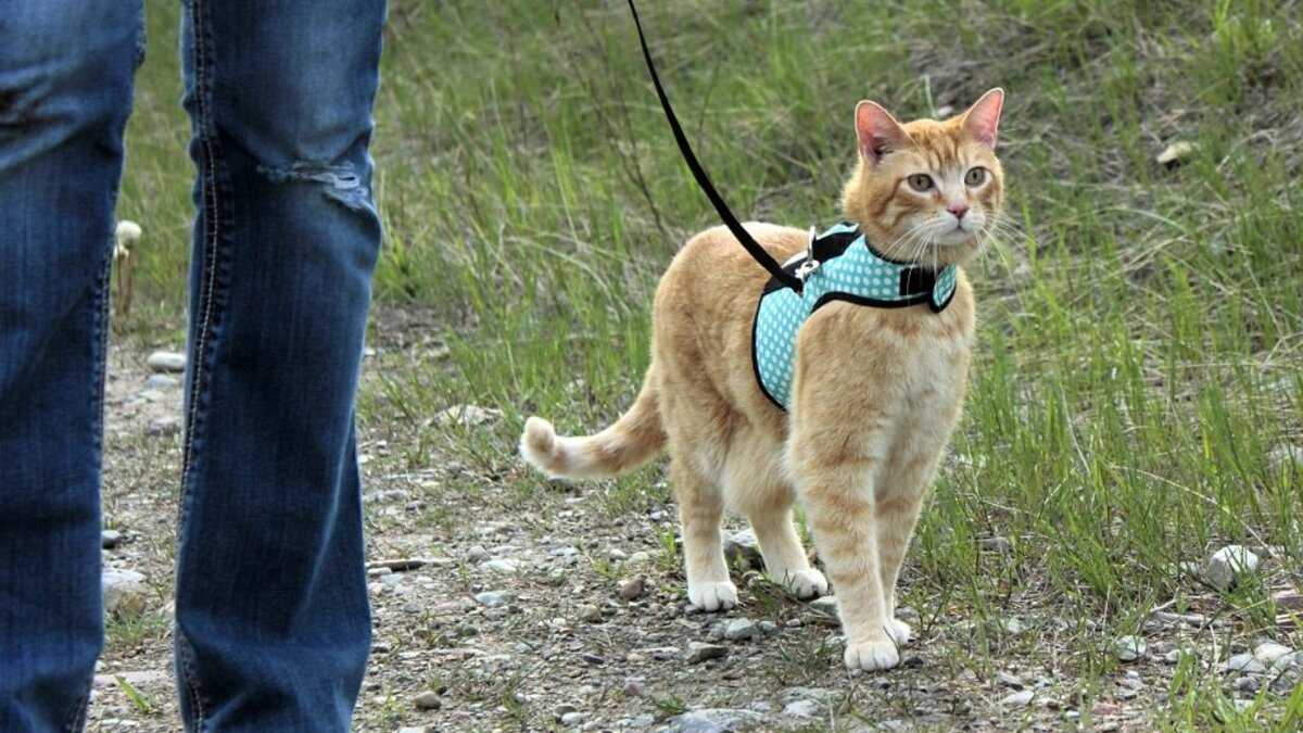 Кошка и улица: кто кого? - что делать, если кошка просится на улицу, приучение и отучение от улицы, прогулка зимой и летом -всё о кошках и котах