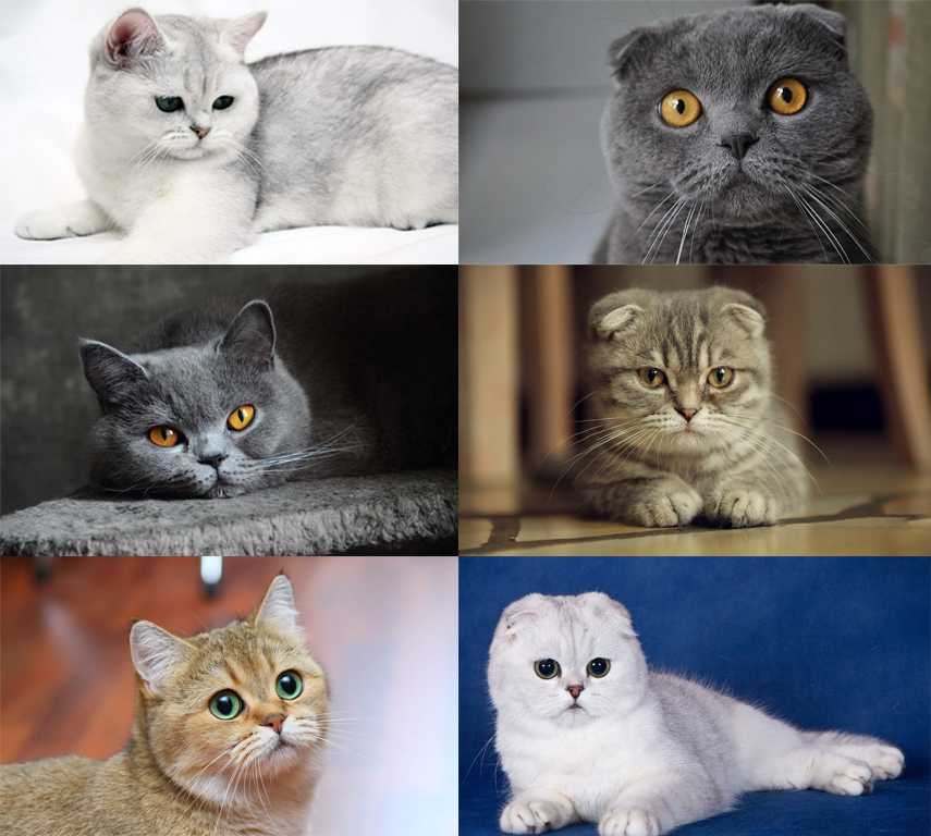 Отличие британских кошек от шотландских: сравним фото - кот, пёс и я