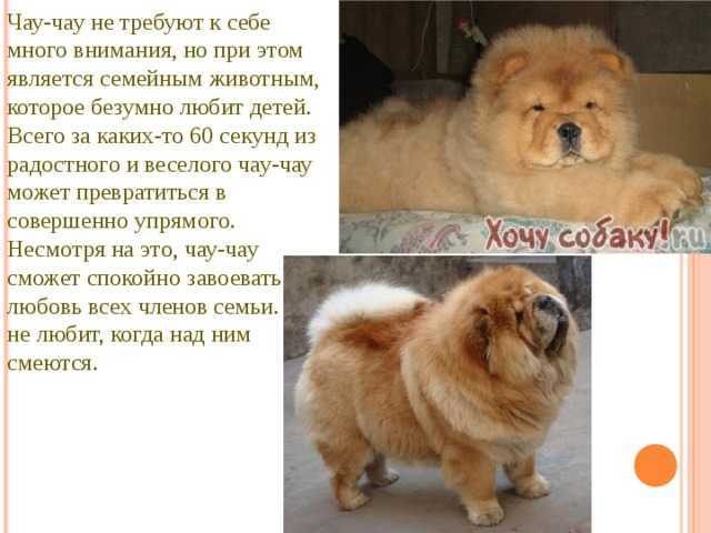 Чау-чау