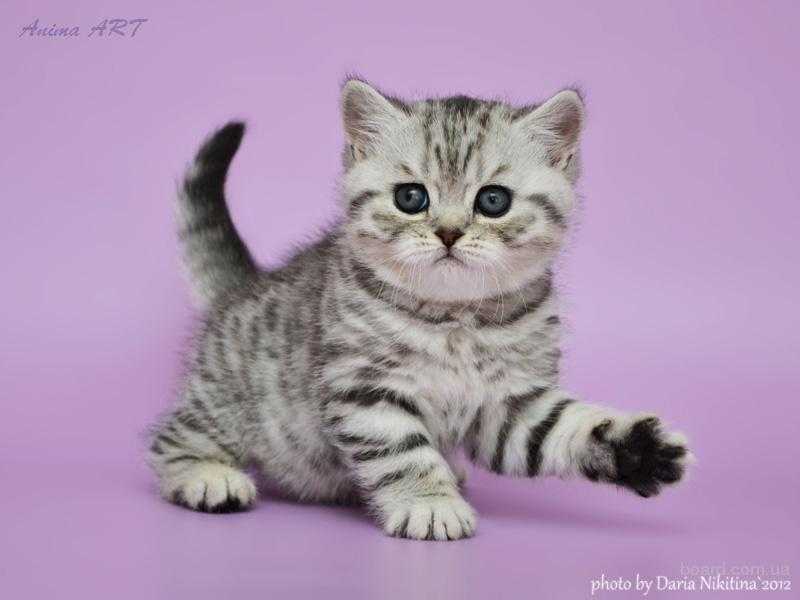 «лицо» торговой марки whiskas и другие «звёзды» кошачьих реклам