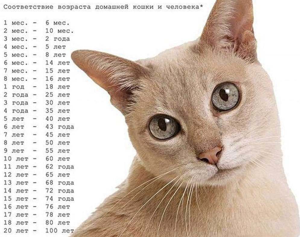 Братья наши меньшие. кто сколько живет на этом свете.