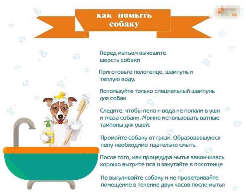 Как часто можно мыть собаку
