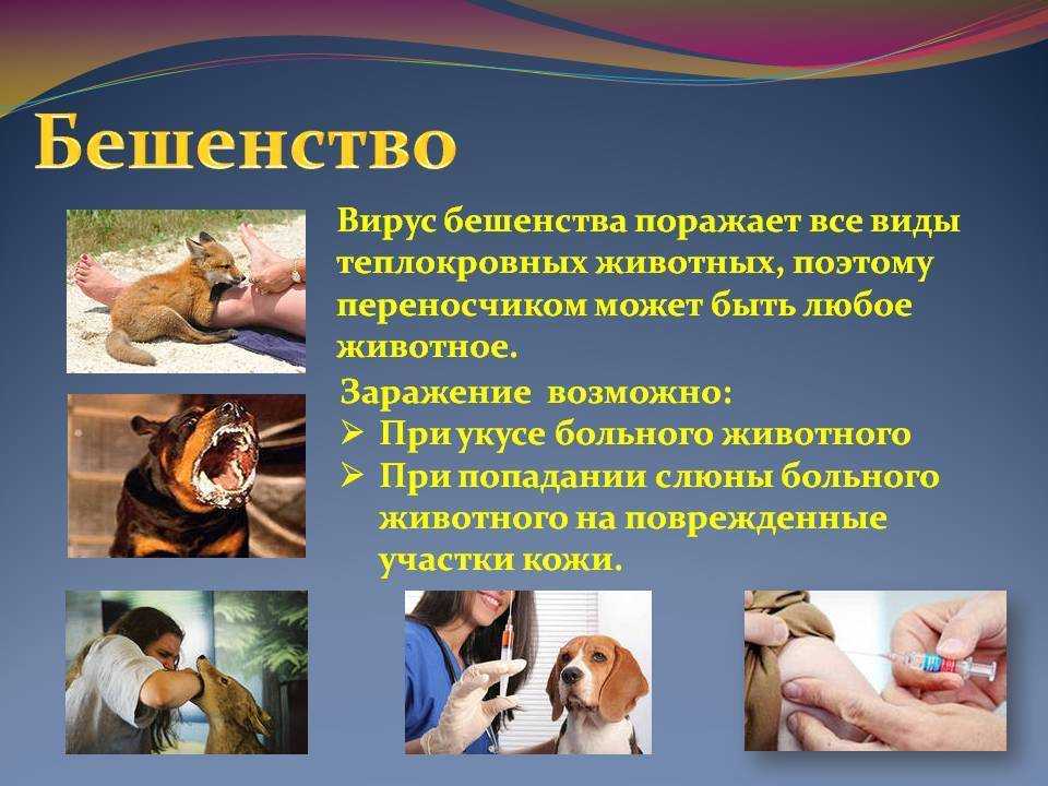Зооантропонозы: что это, перечень заболеваний, меры профилактики