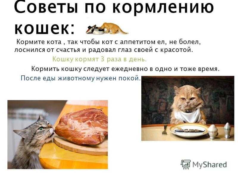 Как правильно кормить кошку. инструкция и таблица с меню