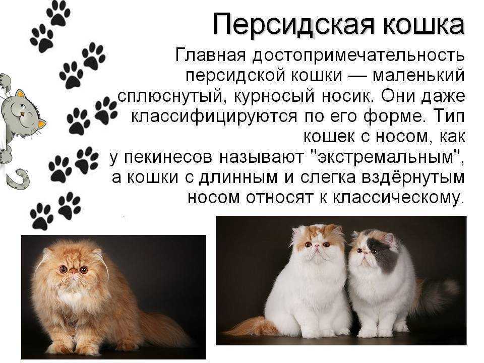 Персидская шиншилла: внешность, характер кошки, содержание и кормление - все о породах кошек с описанием, фотографиями и названиями.все о породах кошек с описанием, фотографиями и названиями.