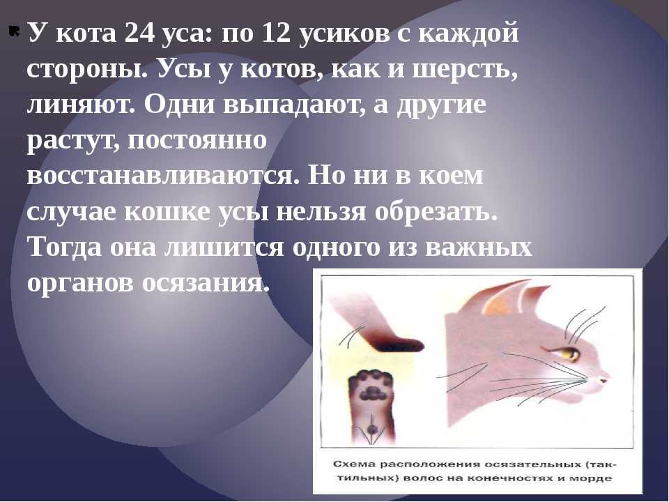 Почему у котенка выпадают усы | звери дома