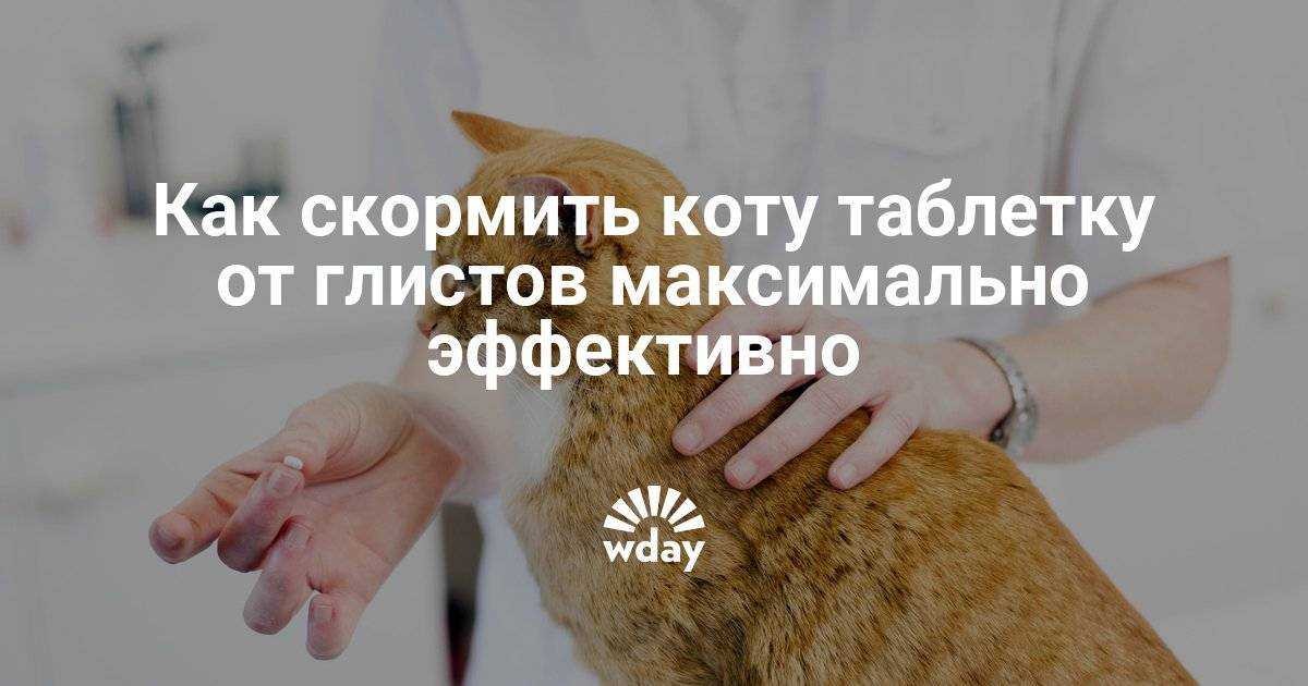 Как дать лекарство кошке, собаке и прочим животным