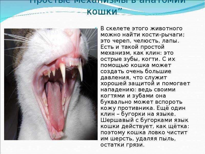 Когда у мейн кунов меняются зубы