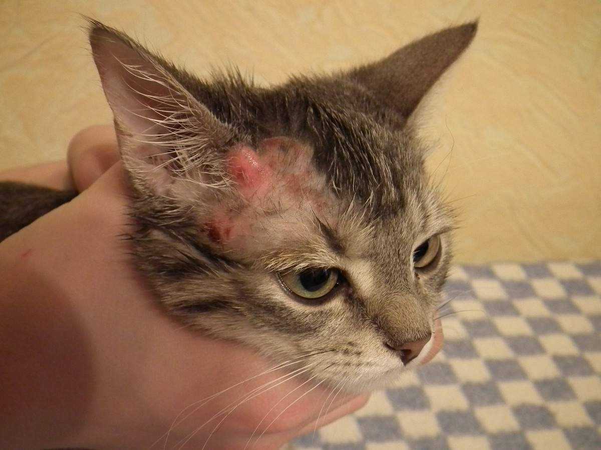 Подкожный клещ у кошек: симтомы и лечение, меры профлактики