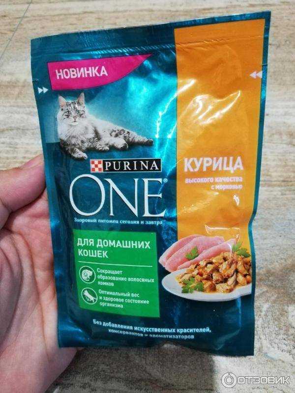 Чем лучше кормить котёнка: кормом или натуралкой | звери дома