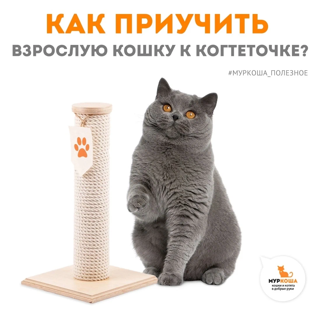 Как приучить кота к когтеточке