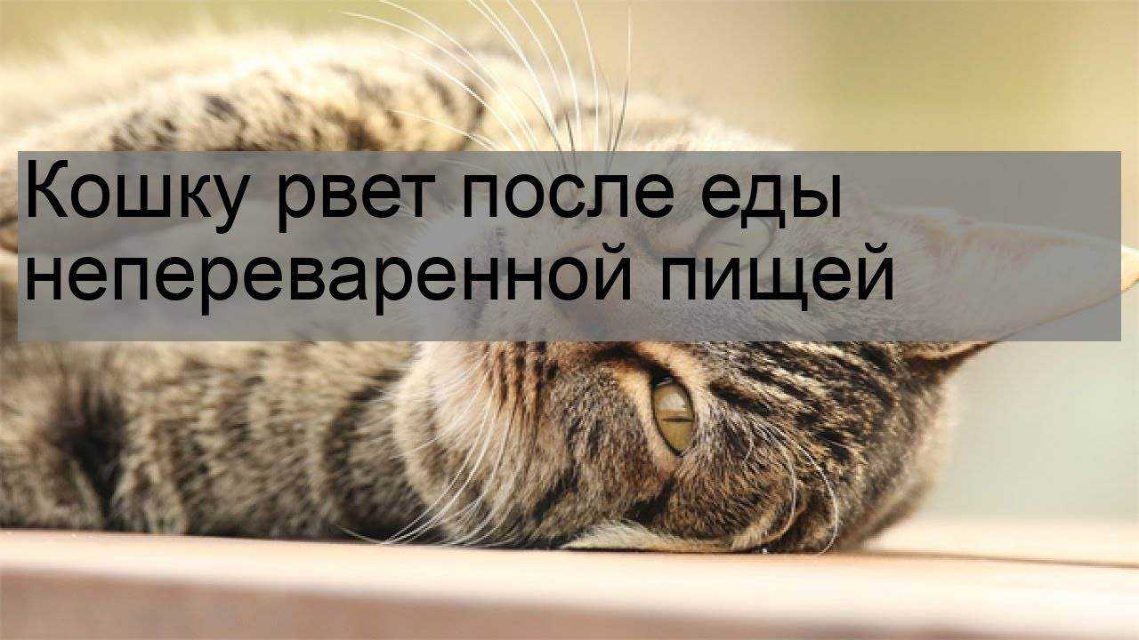 Кошку рвет после еды непереваренной пищей