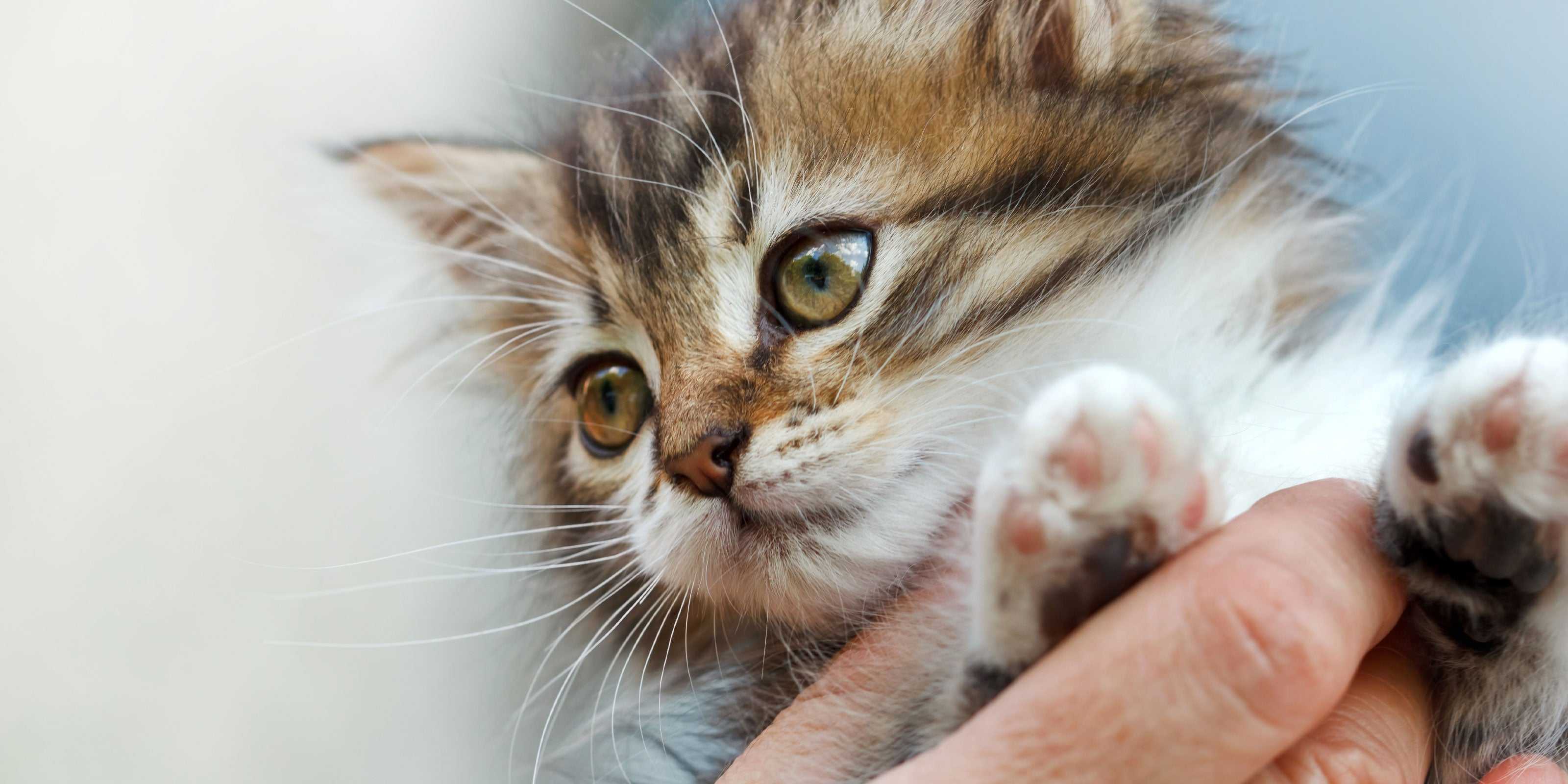 Как приручить дикого котенка или кошку