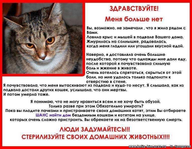 Почему кошки едят мух? опасно ли это для питомцев. что делать, если кот или кошка съели муху