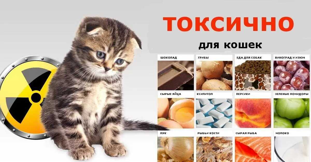 Чем кормить старую кошку: советы и рекомендации о правильном и сбалансированном питании | звери дома