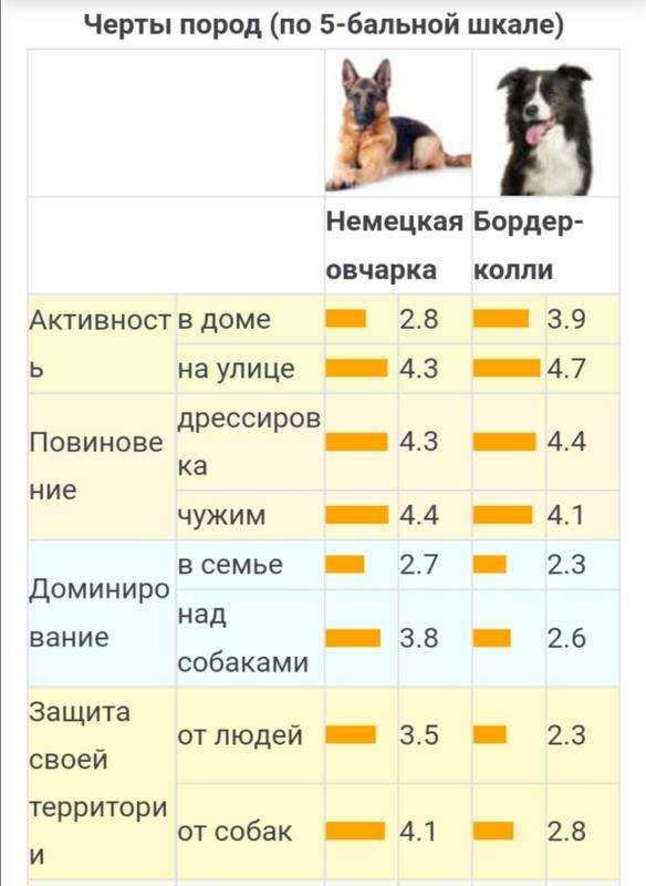 Средняя продолжительность жизни немецких овчарок Факторы которые влияют на её продолжительность Условия содержания питомца Отзывы владельцев