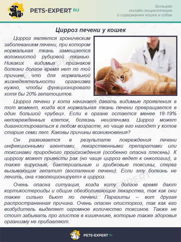 Самые частые кошачьи заболевания: причины и симптомы