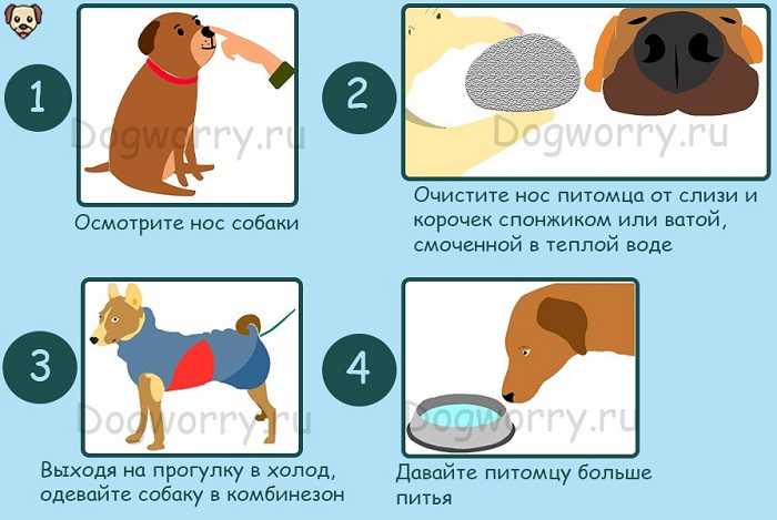 У собаки насморк, чихает и фыркает: чем лечить и что делать?