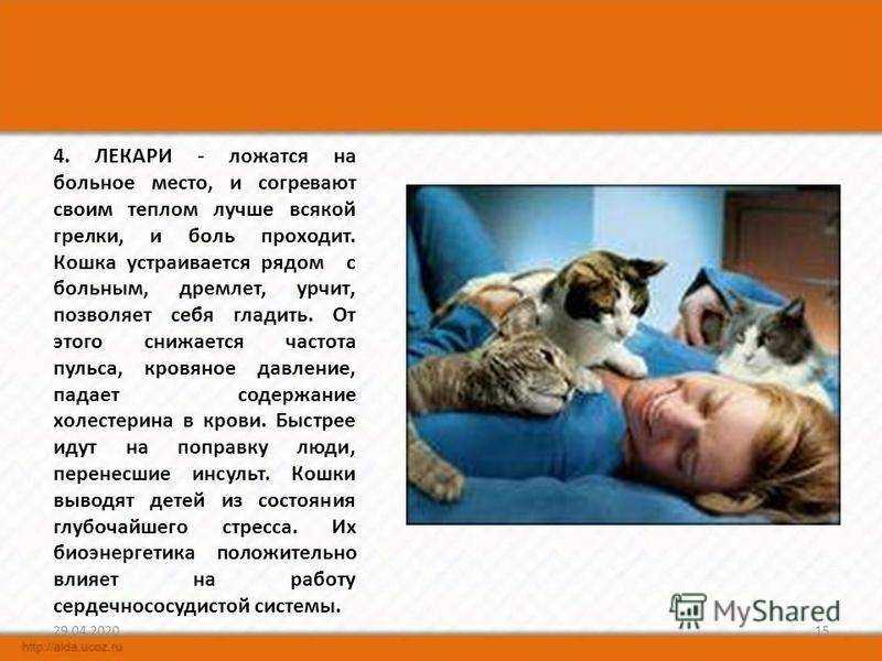 Как отучить кота спать в постели хозяев