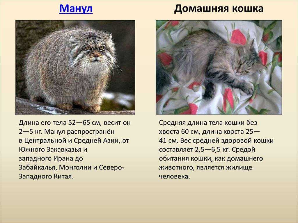 Манул | красная книга вики | fandom