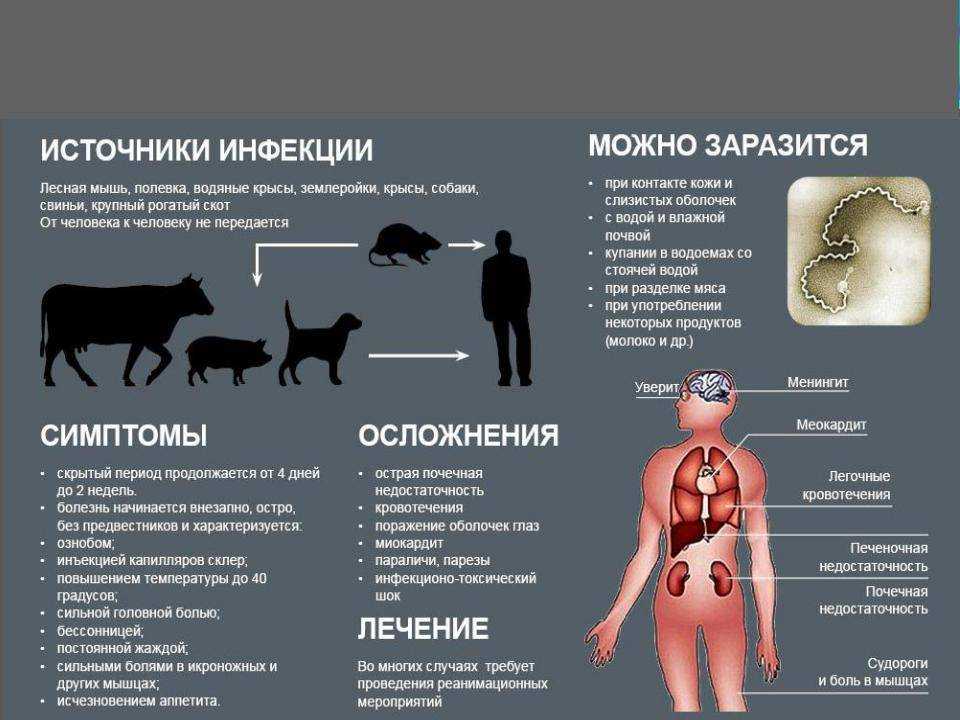 Мастит у собаки - причины появления, симптомы и лечение
