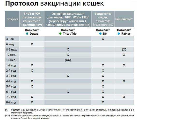 Нобивак для кошек и котов: полный обзор линейки вакцин