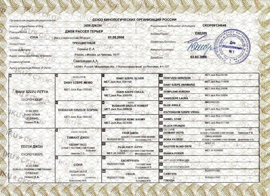 Новые правила присвоения титулов собакам на выставках в системе ркф