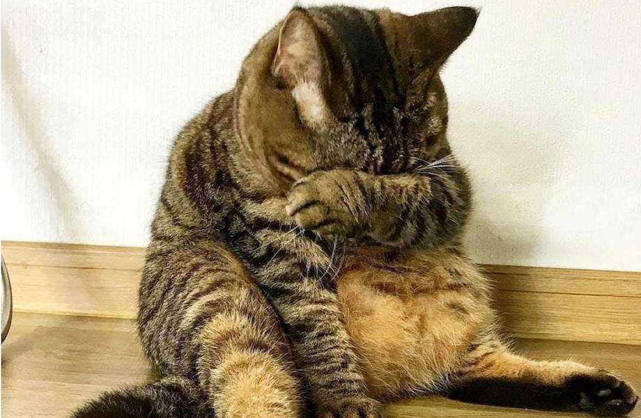 Почему обижен кот и что делать если кошка обиделась на хозяина? | whiskas