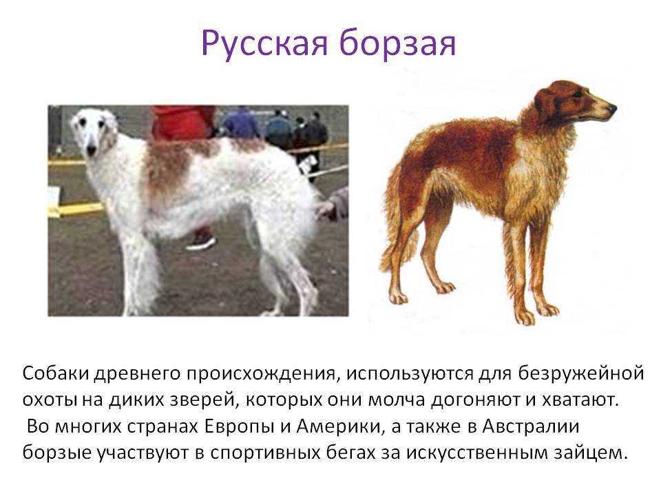 Борзые собаки: краткий обзор групп пород