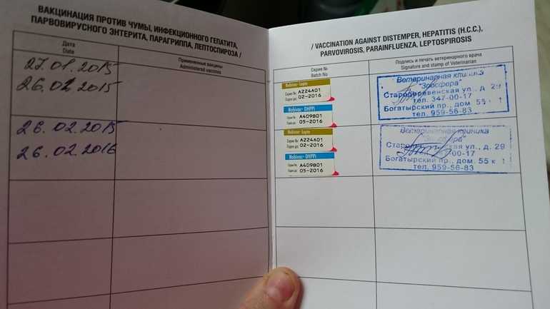 Обязательная вакцинация для домашних животных. когда и какие делать привики кошкам и собакам? фото — ботаничка