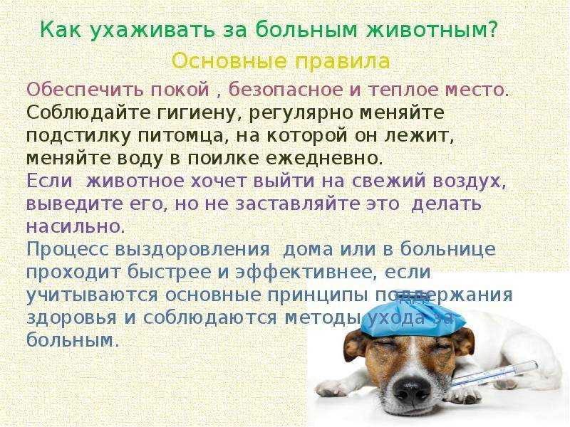 ᐉ первые дни щенка в новом доме - ➡ motildazoo.ru