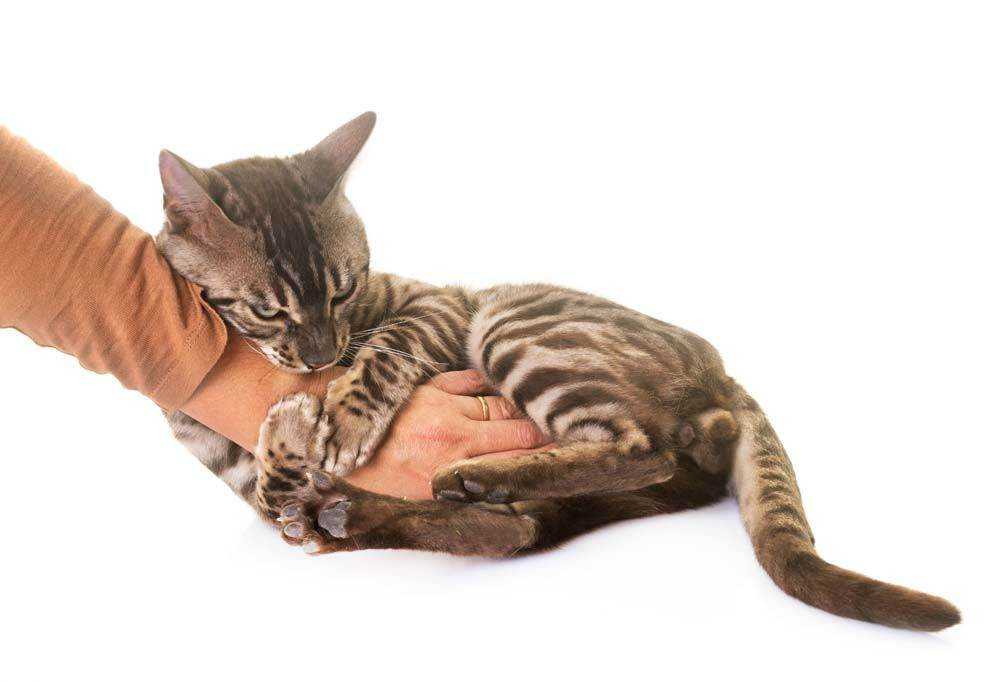 Как отучить кусаться кота или котенка